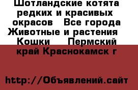 Шотландские котята редких и красивых  окрасов - Все города Животные и растения » Кошки   . Пермский край,Краснокамск г.